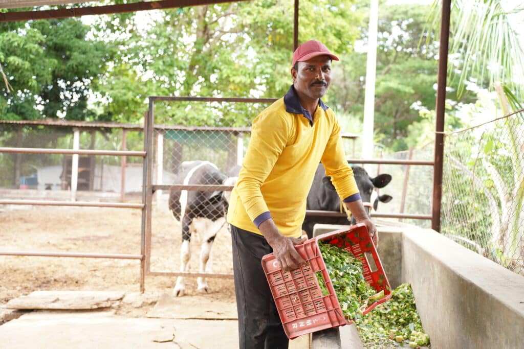 Farmer feeding cows in India